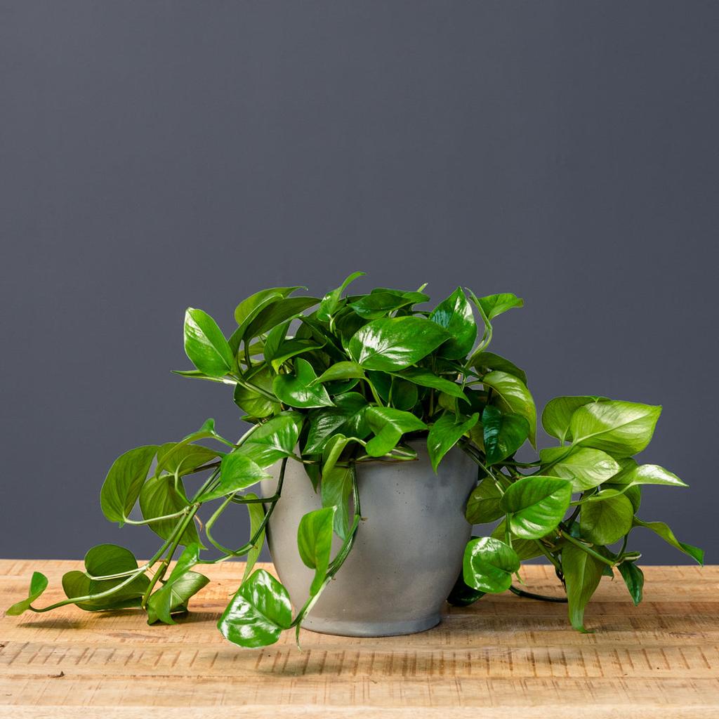 Pothos - Jade (Epipremnum aureum 'Green Jade')
– Rolling Greens