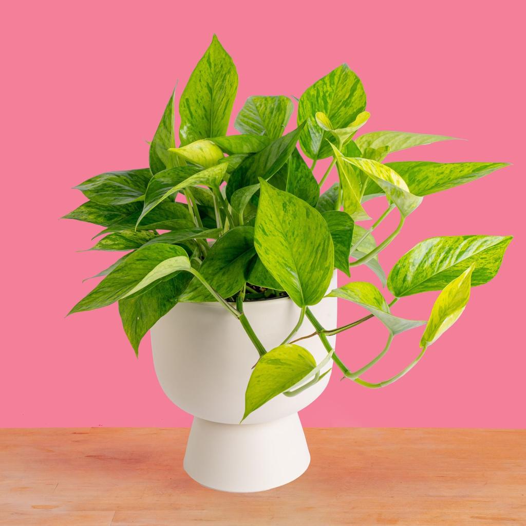 Pothos Jessenia Bright | medium– Costa Farms