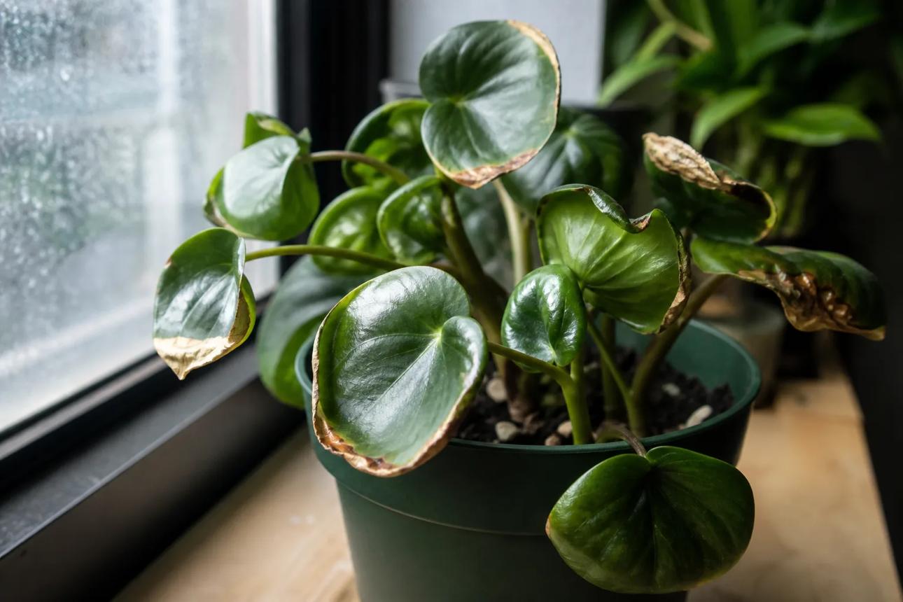 Heat Stress on Raindrop Peperomia: Causes, Checks & Fixes | LeafyPixels