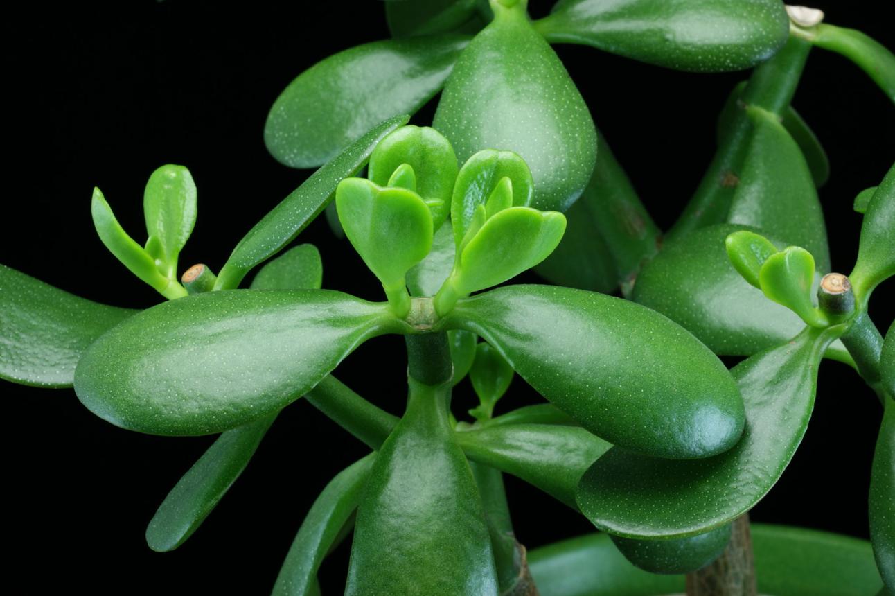 Miracle Of New Growth