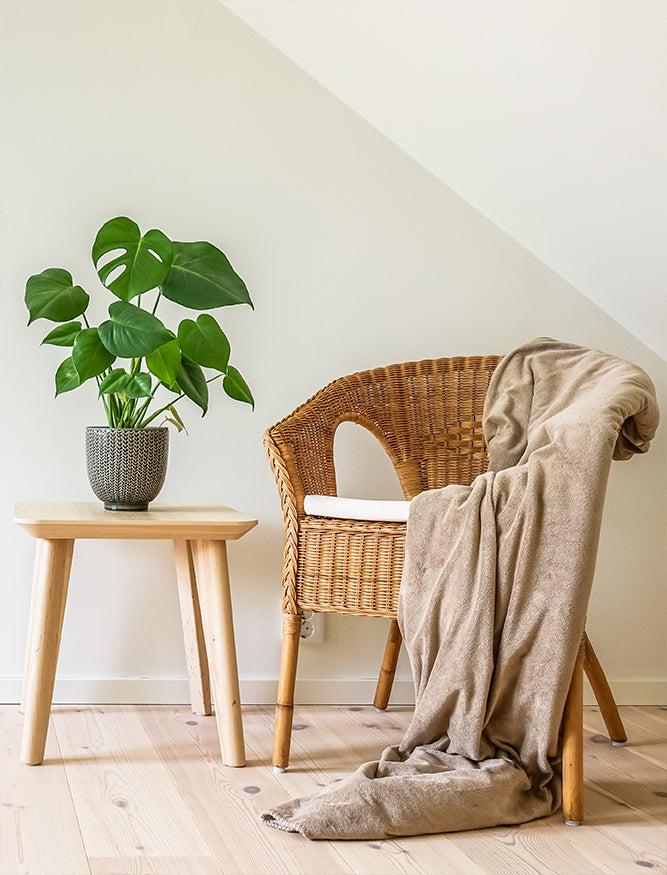 7 Perfect Plants for Minimalists – Plant Decor Shop