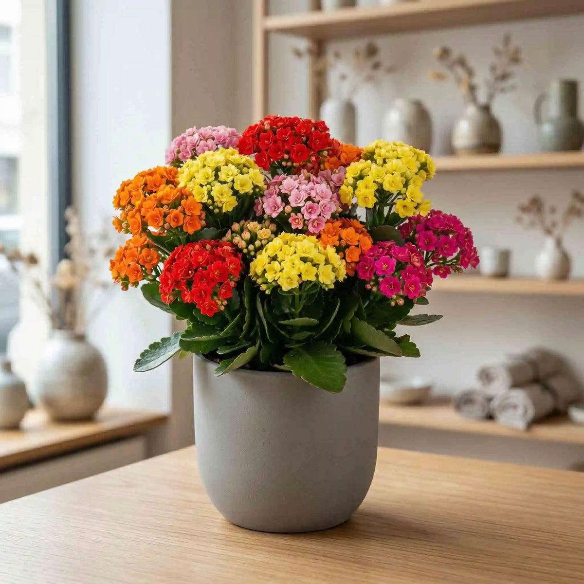 گیاه گلدار رنگی برای خانه