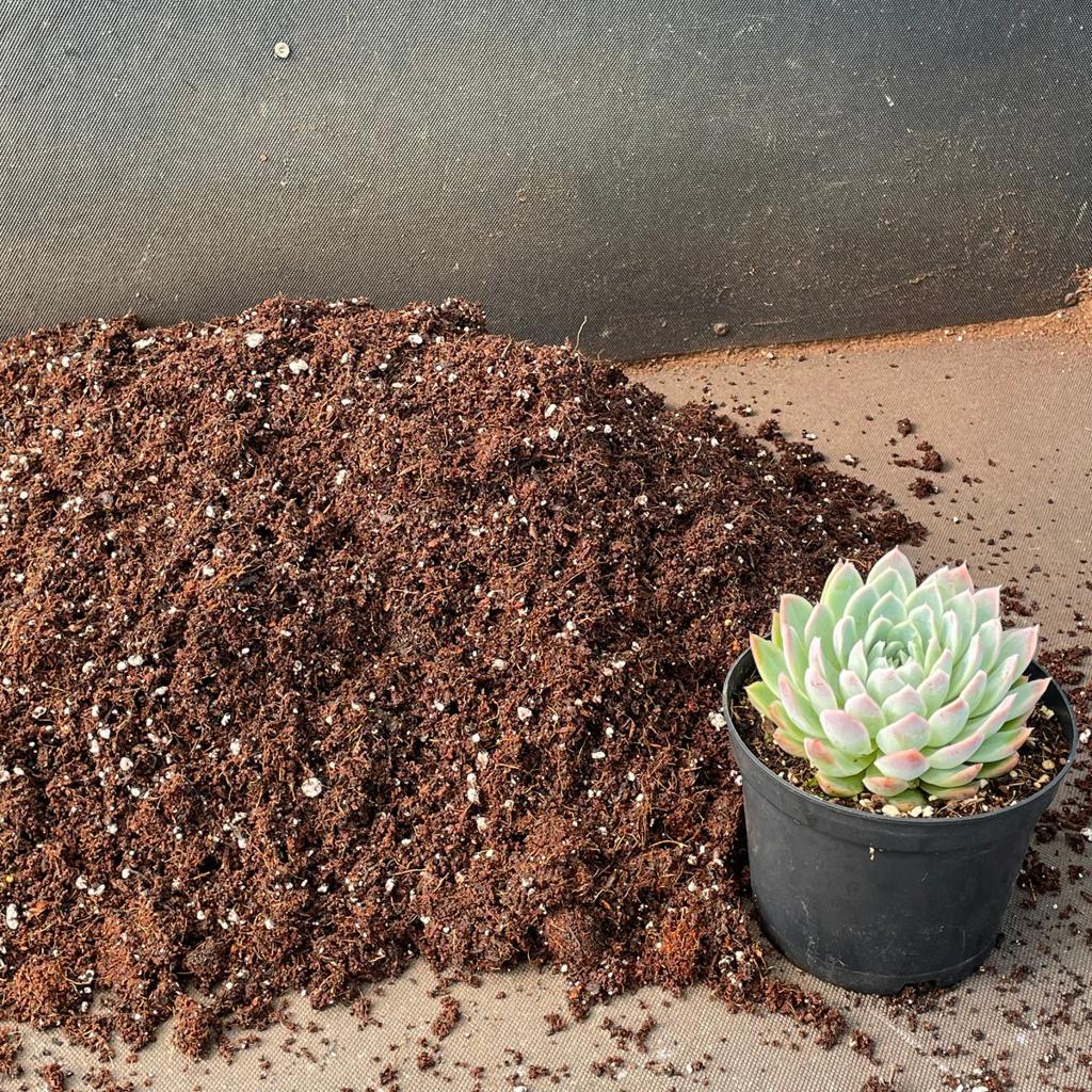 General Succulent Compost Mix
– Surreal Succulents