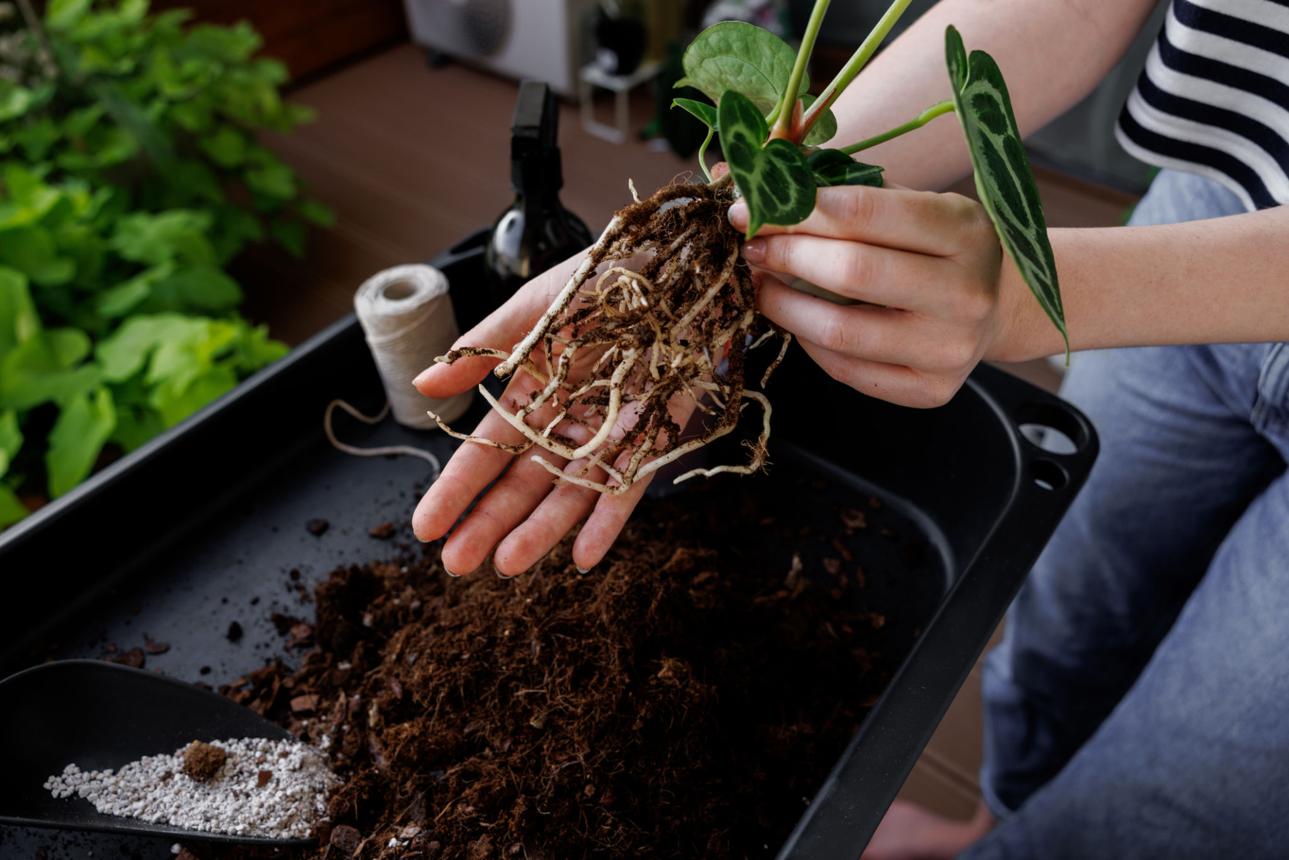 Woman repotting anthurium silver blush into a new flower pot.