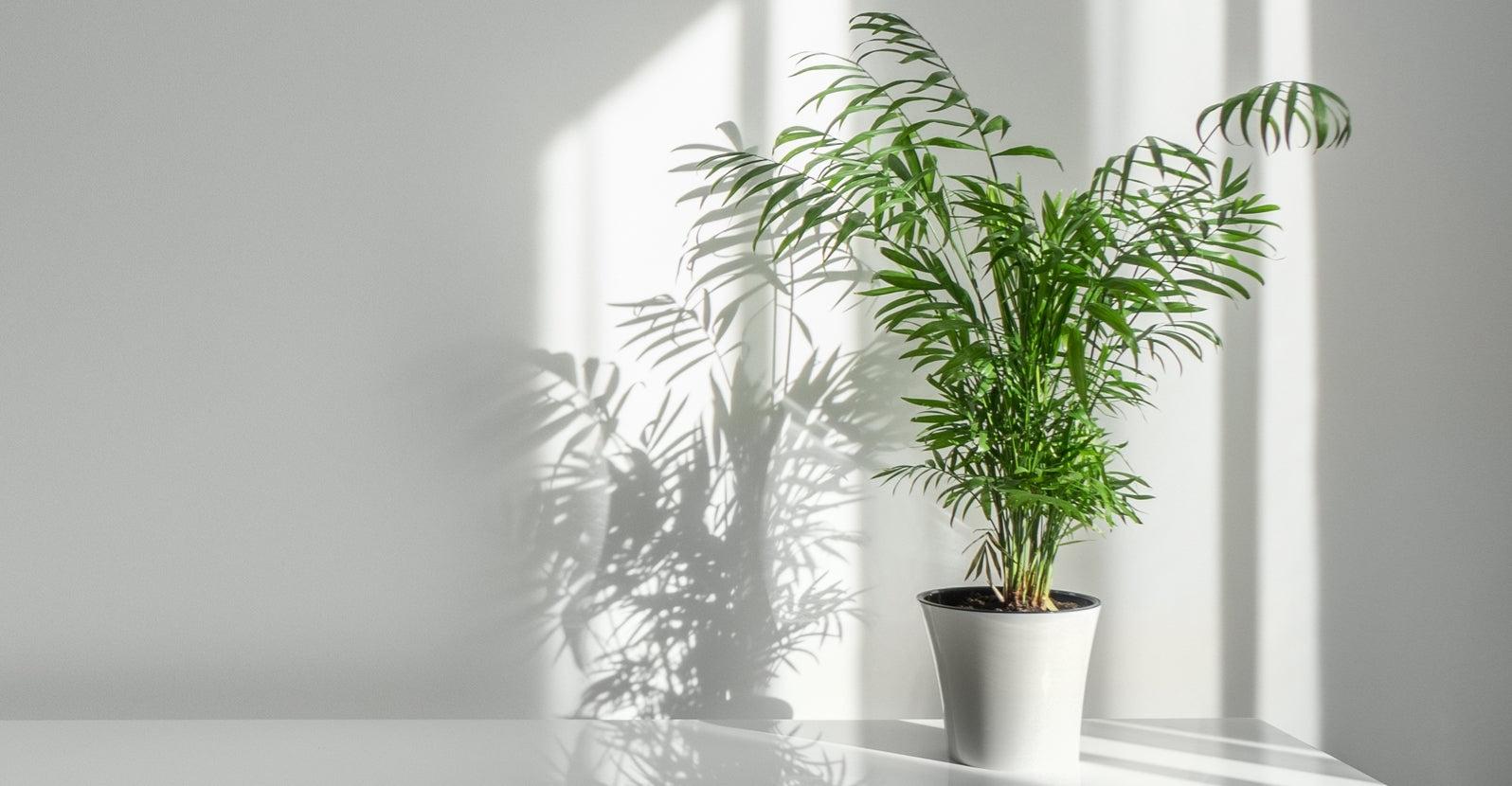 Parlor Palm Chamaedorea Elegans Care Guide 101
– ROUGE ‘N’ LOVE ™