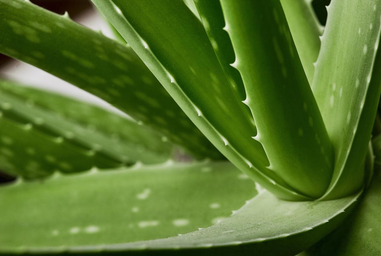 Nature-derived ingredients in our new skincare products