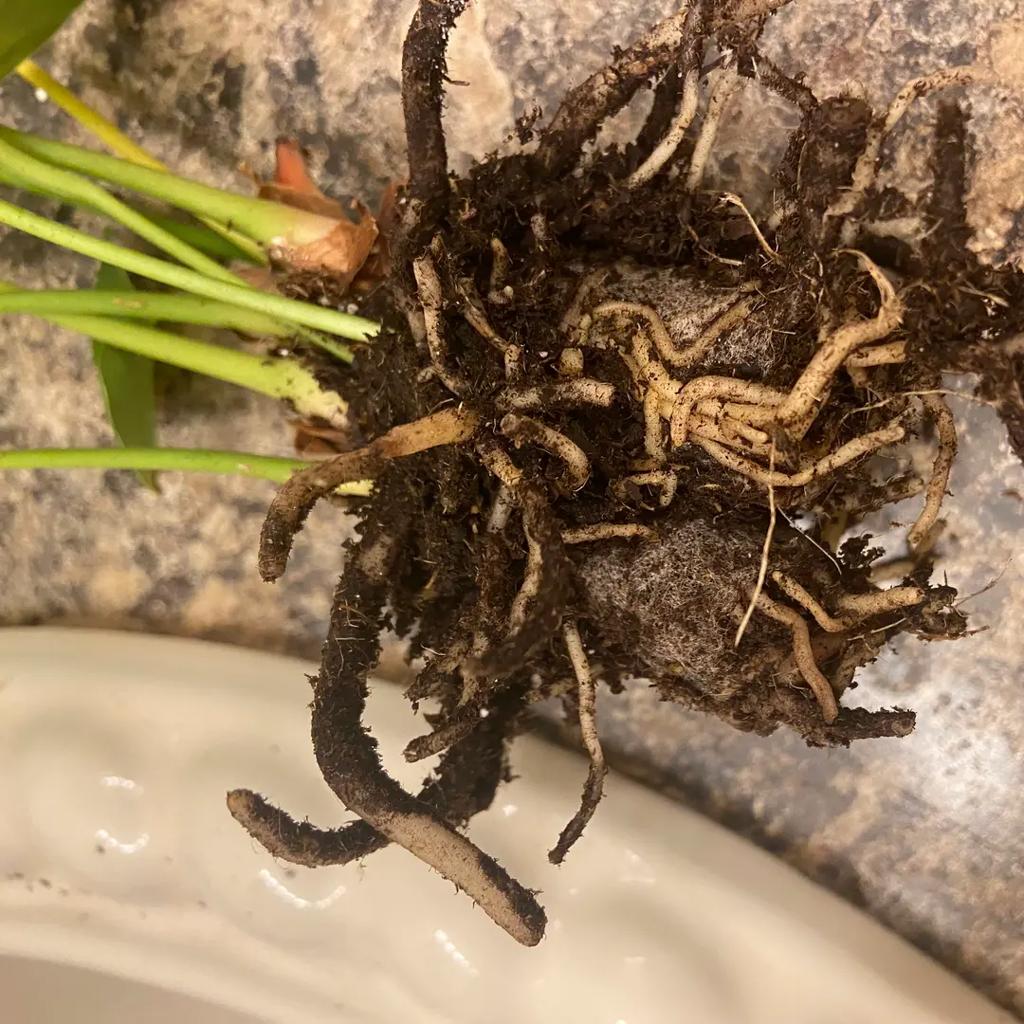 Is this #Anthurium a goner? I finally pulled it out of t...