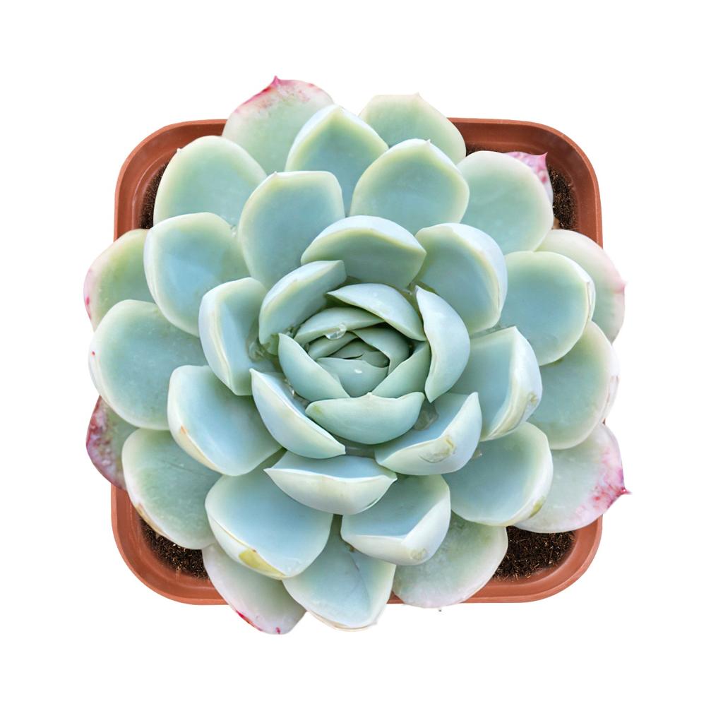 Echeveria Elegans(Mexican Snowball) | The Next Gardener – Thenextgardener