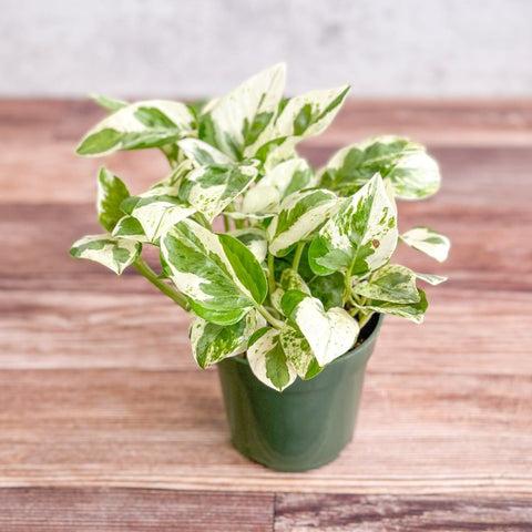 Hanging & Trailing Indoor Plants | Lush Hanging Houseplants – Ed’s Plant Shop – Ed's Plant Shop