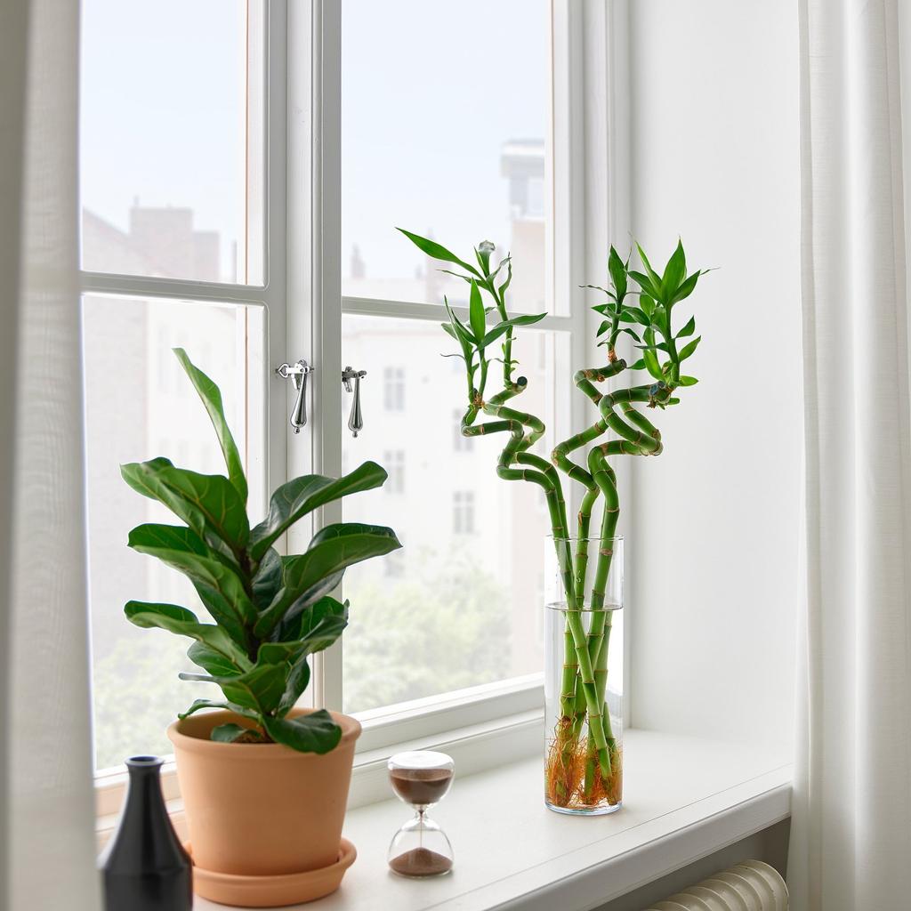 DRACAENA plant, Lucky bamboo/spiral, 18" - IKEA