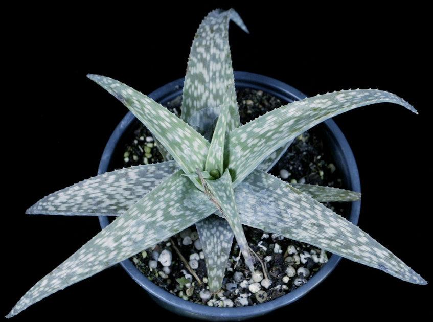 Aloe rauhii 'Snowflake' – Tropiflora
