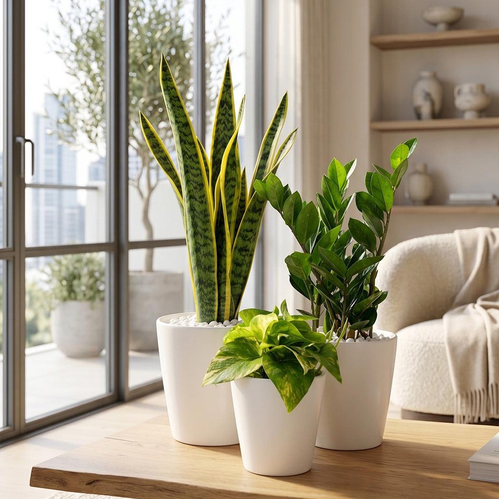 Beginner friendly- Easy care Indoor plants in ceramic pot combo- Z z p - FLORANZA INTERNATIONAL NURSERY