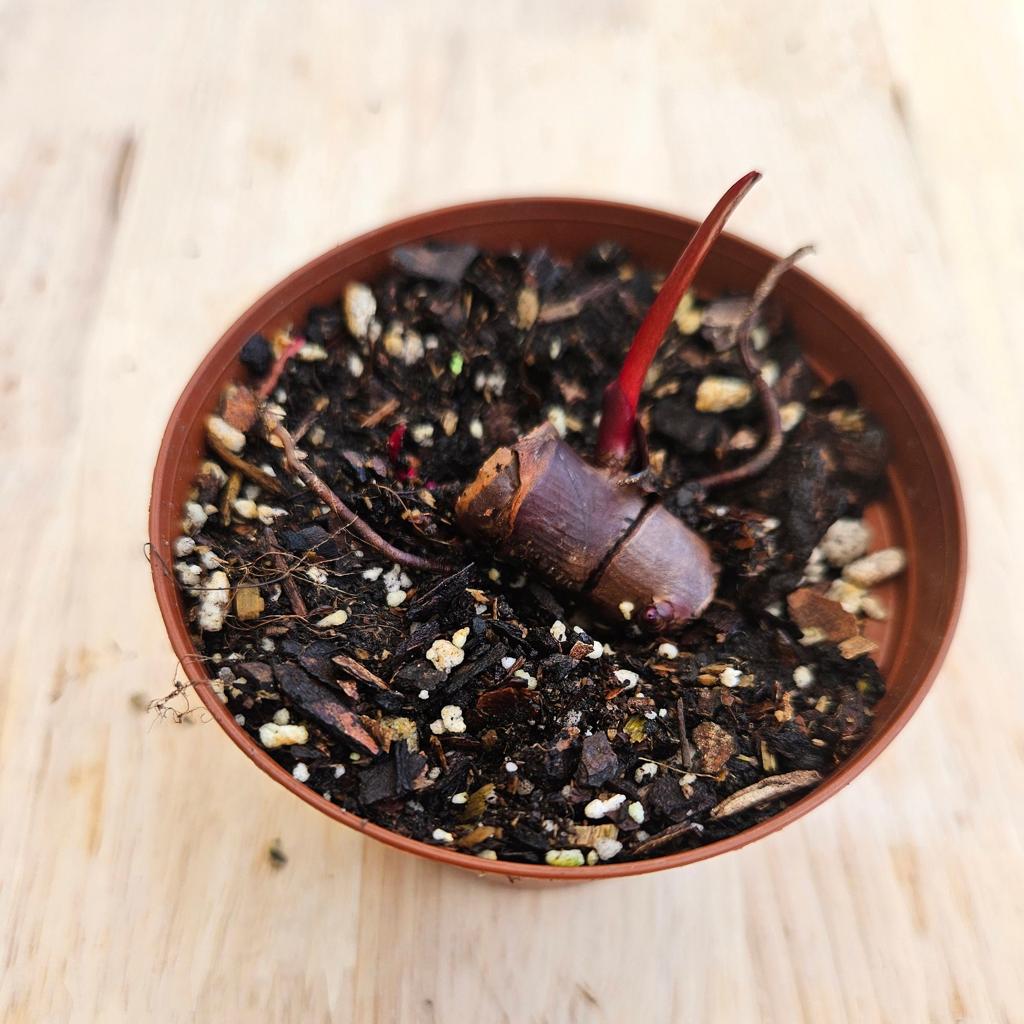 1 Pink princess Philodendron node cutting, live philodendron node with spikes - Etsy Portugal