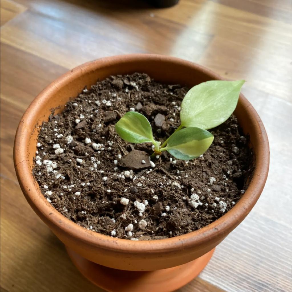 Heartleaf Philodendron - Ultimate Guide to Fertilizing