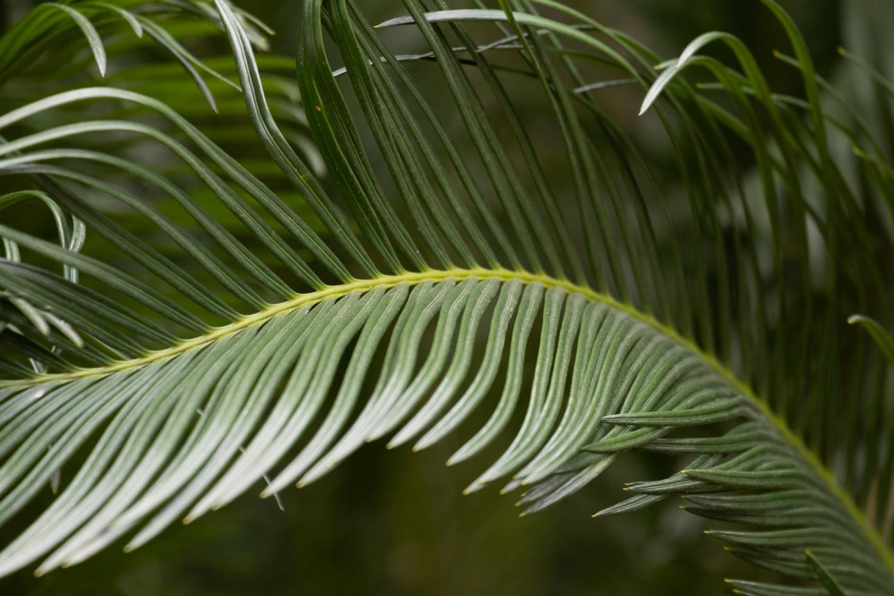 Symmetrical Fronds of a Sago Palm Leaf
