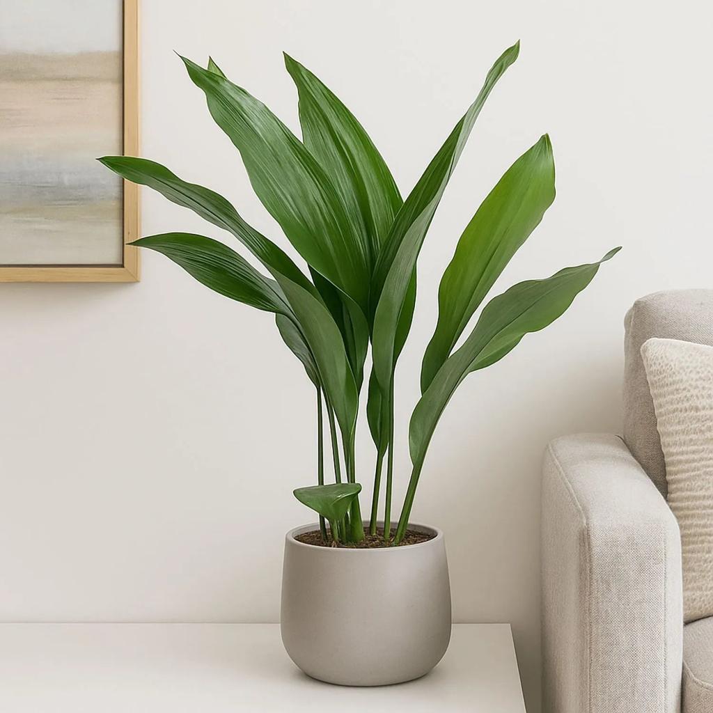 Aspidistra Elatior Cast Iron Plant  – Plants For All Seasons