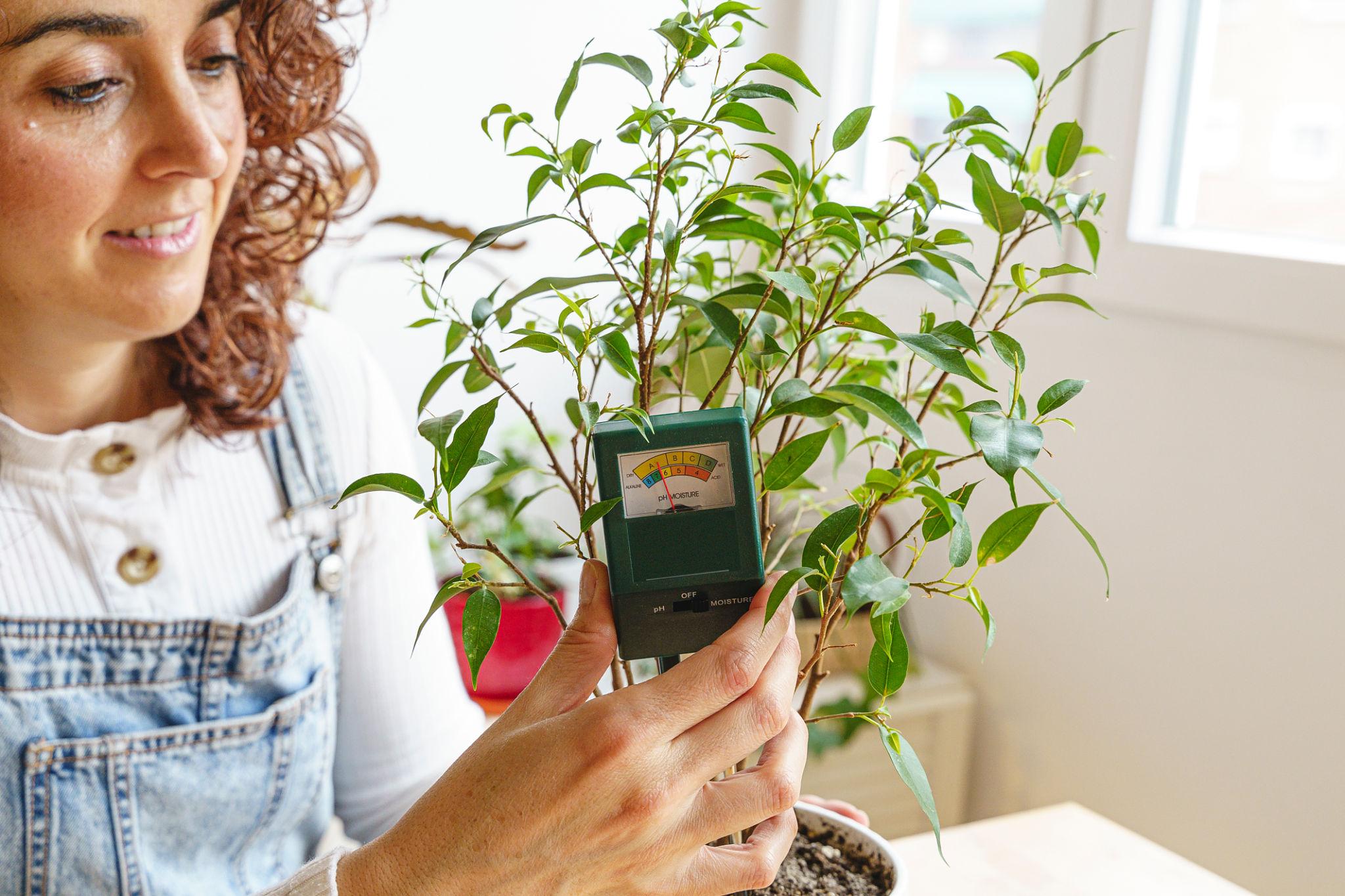 بررسی رطوبت خاک فیکوس بنجامین