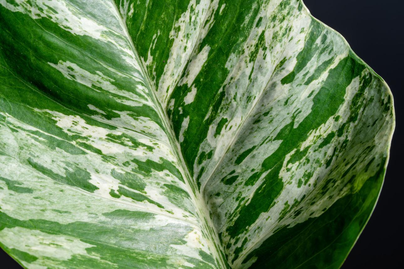 Marble Queen Pothos leaf close up