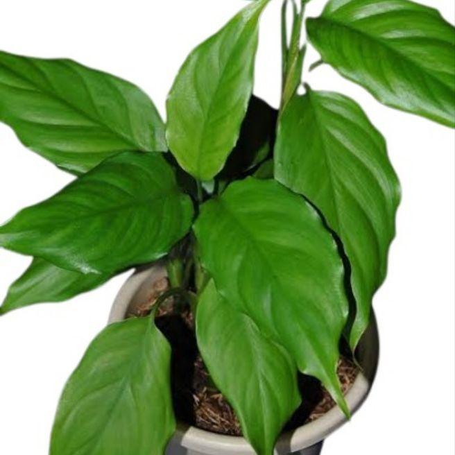 Aglaonema Modestum Indoor Live Plants / Chinese Evergreen / Green for Ten Thousand Years Live Plant | Daraz.pk