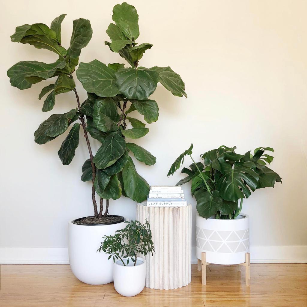Fiddle Leaf Fig Plant Care | Fiscus Lyrata Indoor Plant Care– Common House Studio