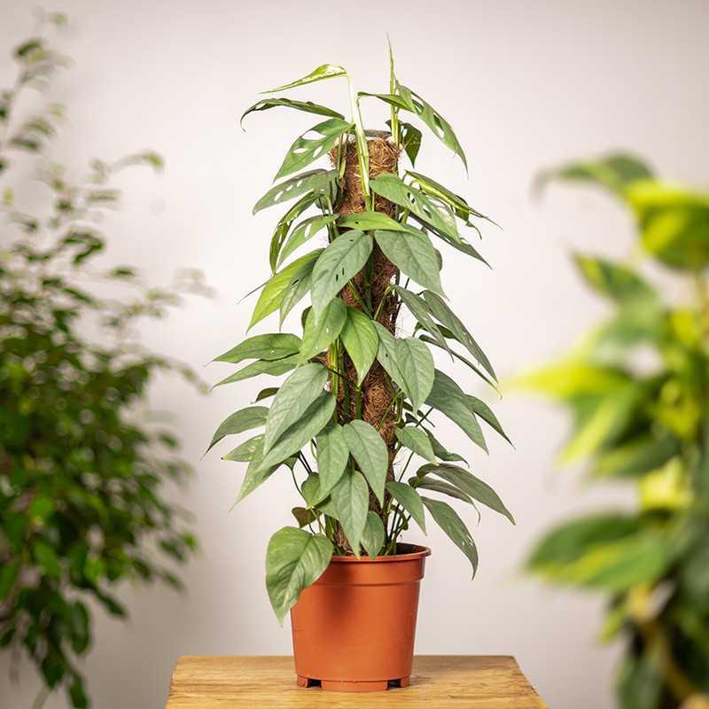 Epipremnum 'Cebu Blue'