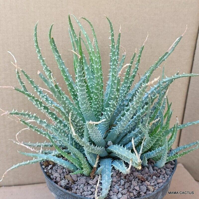 ALOE HUMILIS – Mama Cactus