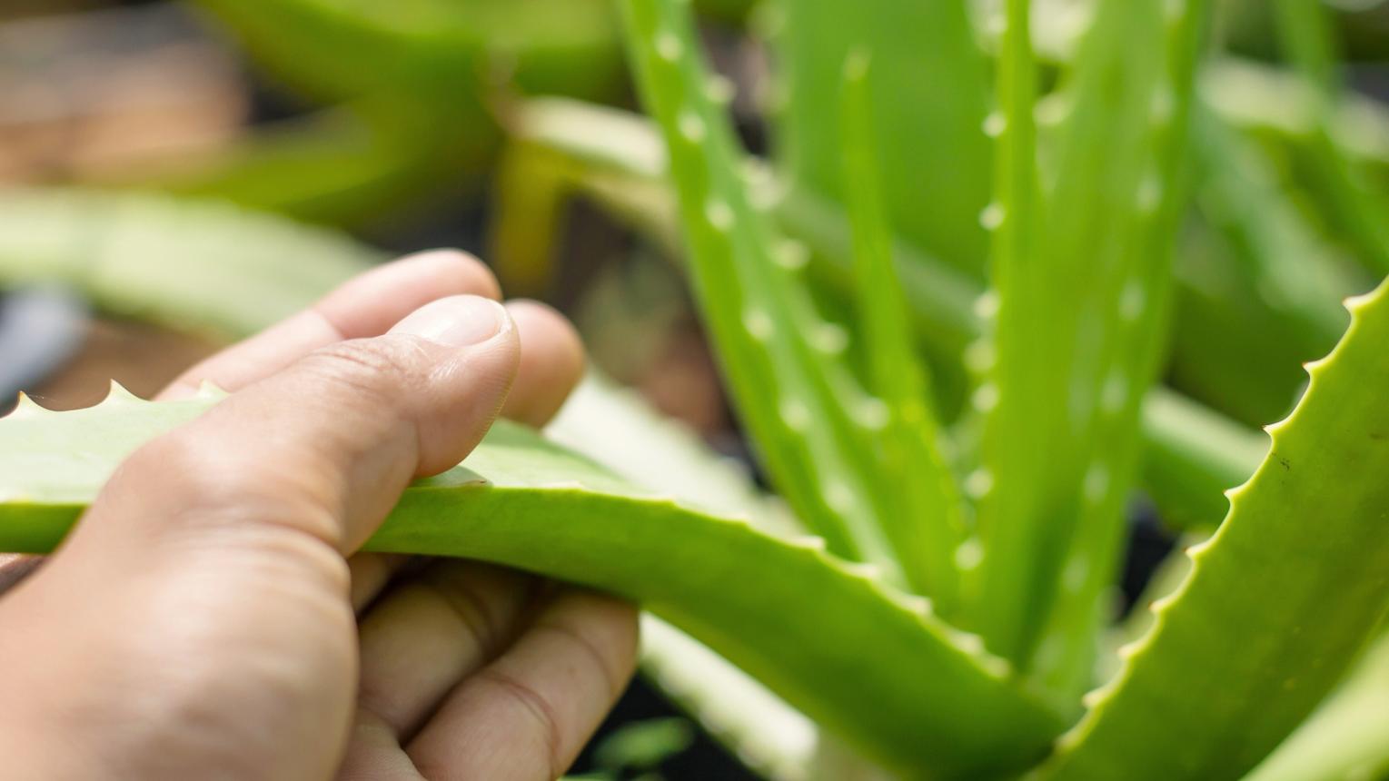 Why Are My Aloe Plant Leaves Sticky?