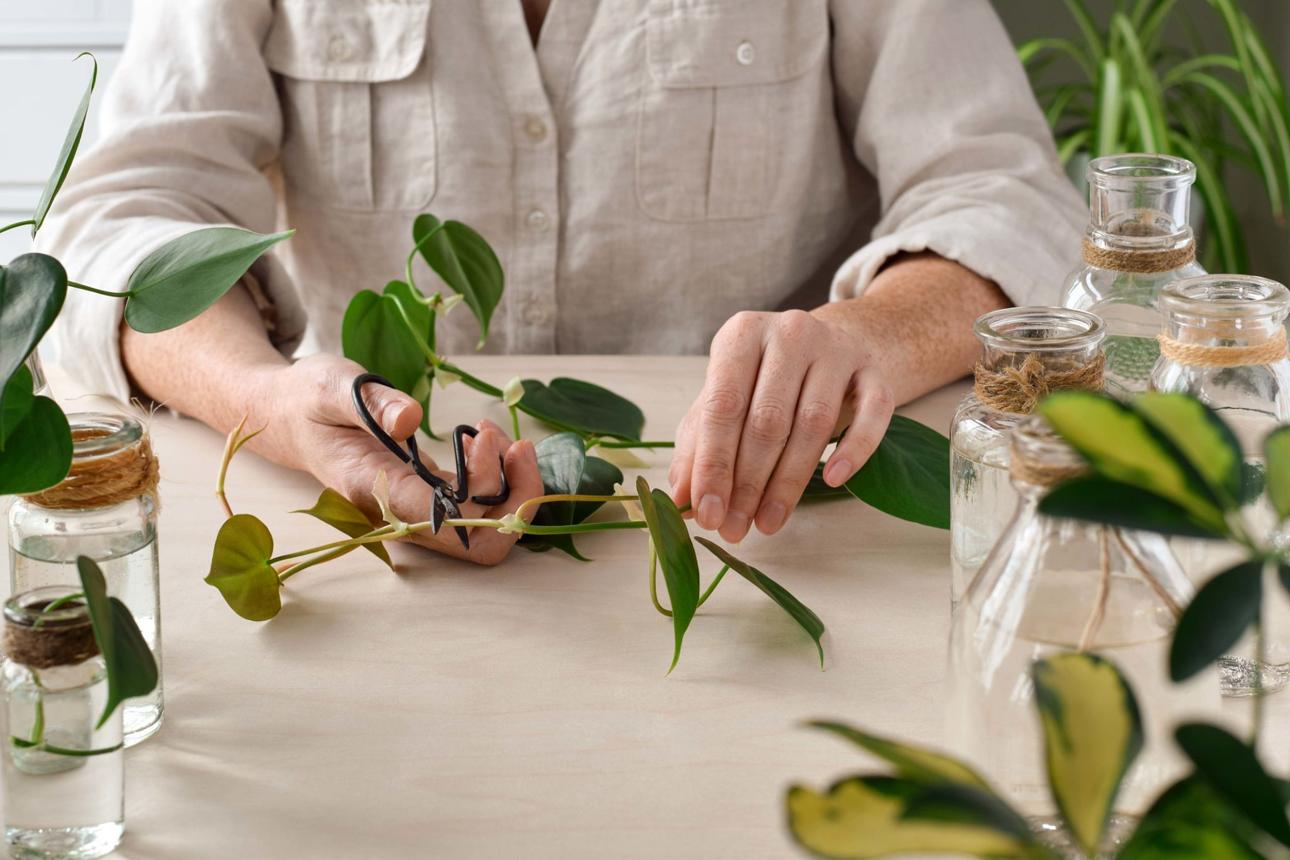 Woman's hands cutting a stem of philodendron plant for propagation