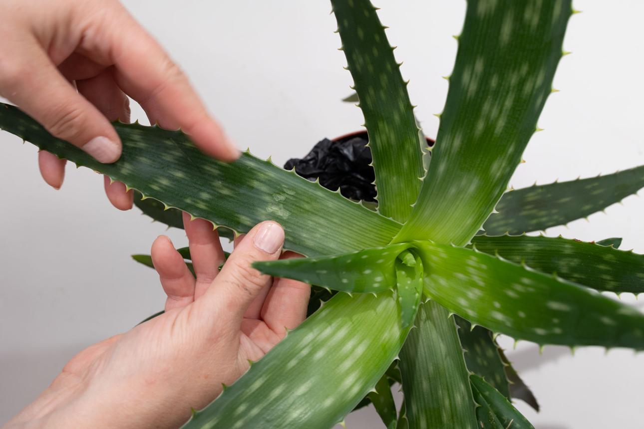 Caring for Aloe Vera Plant by Inspecting Leaves for Health and Growth Issues