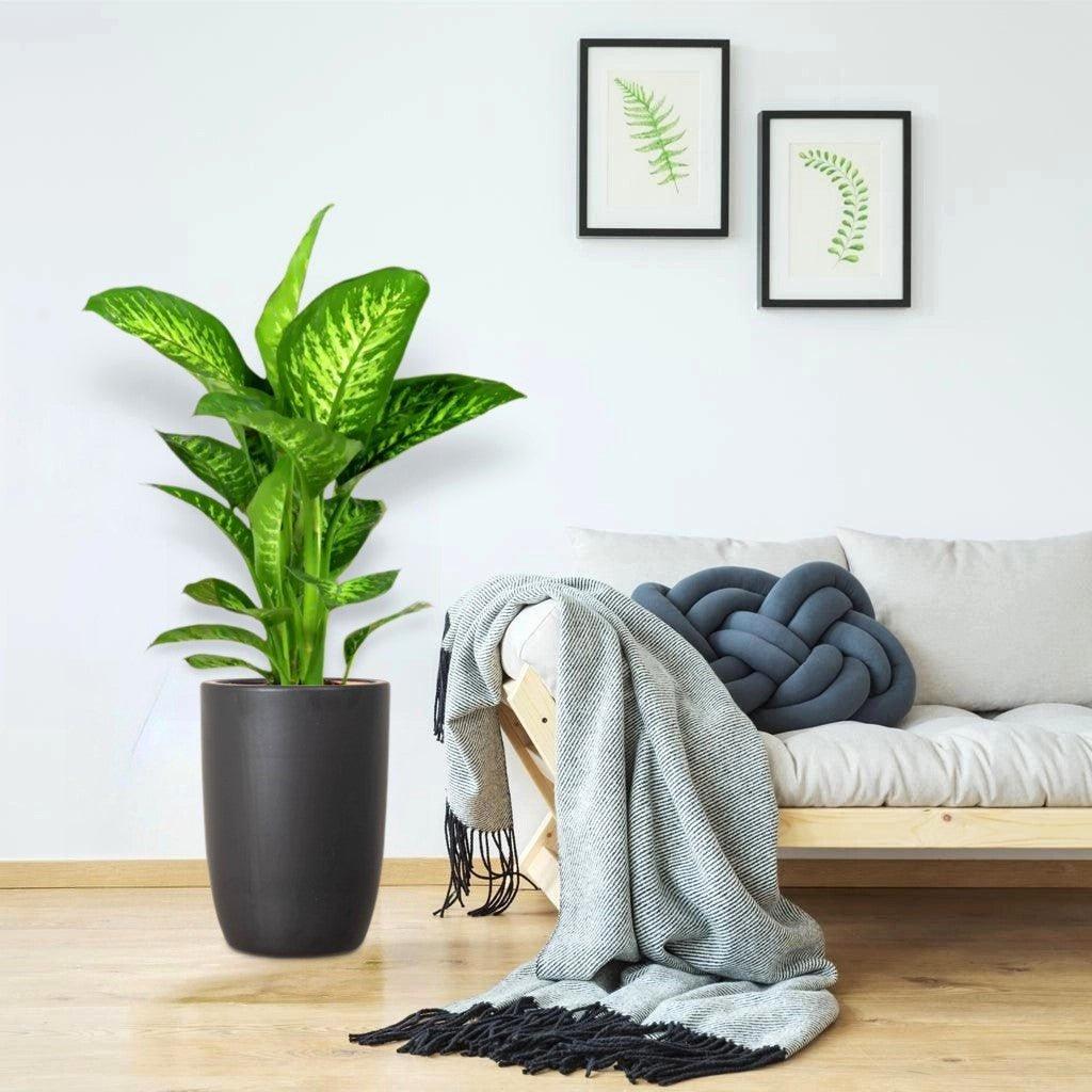 دیفن باخیا Tropic Snow در گلدان زمینی