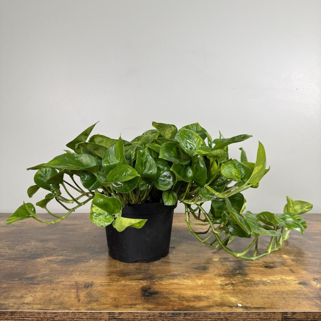 Epipremnum 'Global Green' Pothos
– Wasson Nursery