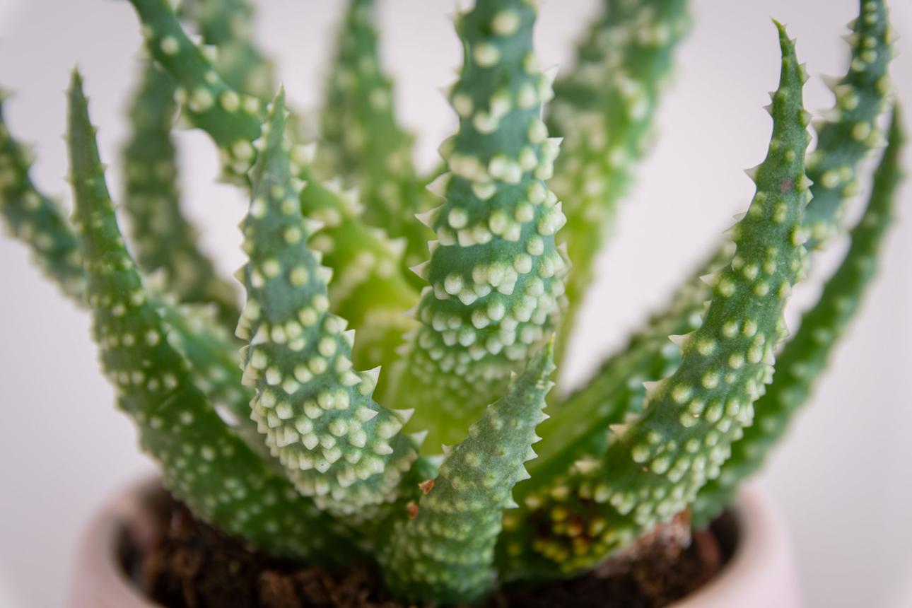 Aloe Humilis (Spider aloe) succulent in pot