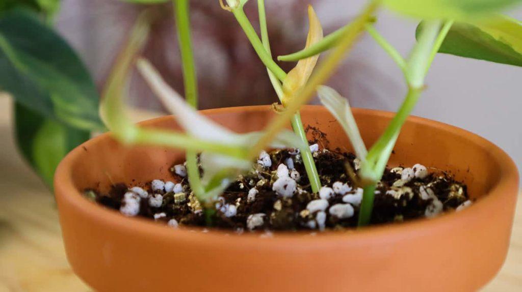 How To Propagate Philodendron From Cuttings