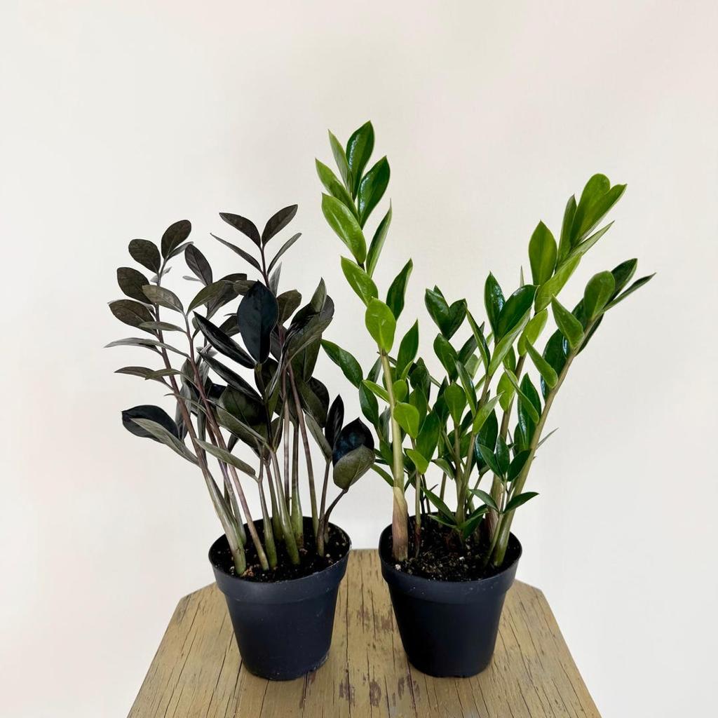 LIVE Combo 4 Inch Pots ZZ Plant Zamioculcas Zamiifolia Black & Green , Good Luck, Get Well Gift, High-quality Indoor Plants, Rare Plant - Etsy Singapore