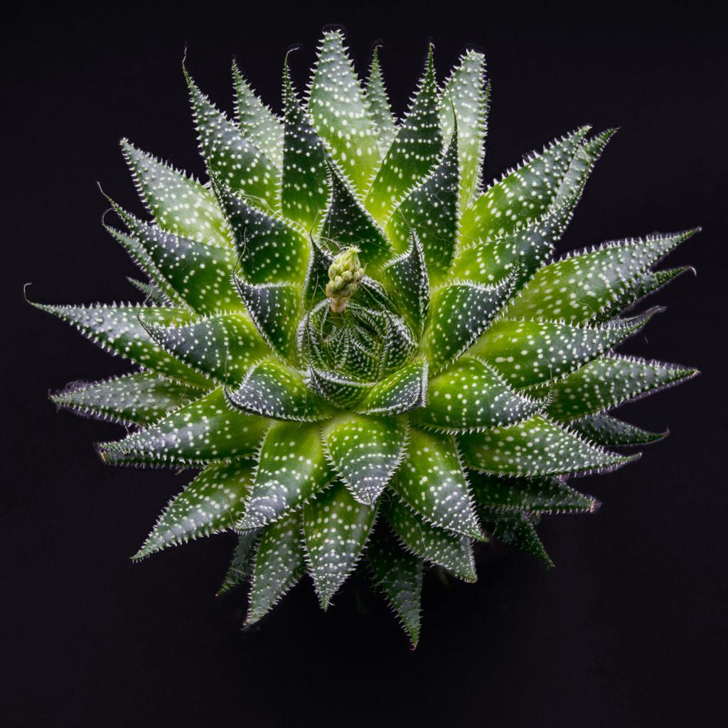 Aloe aristata rosette with bud