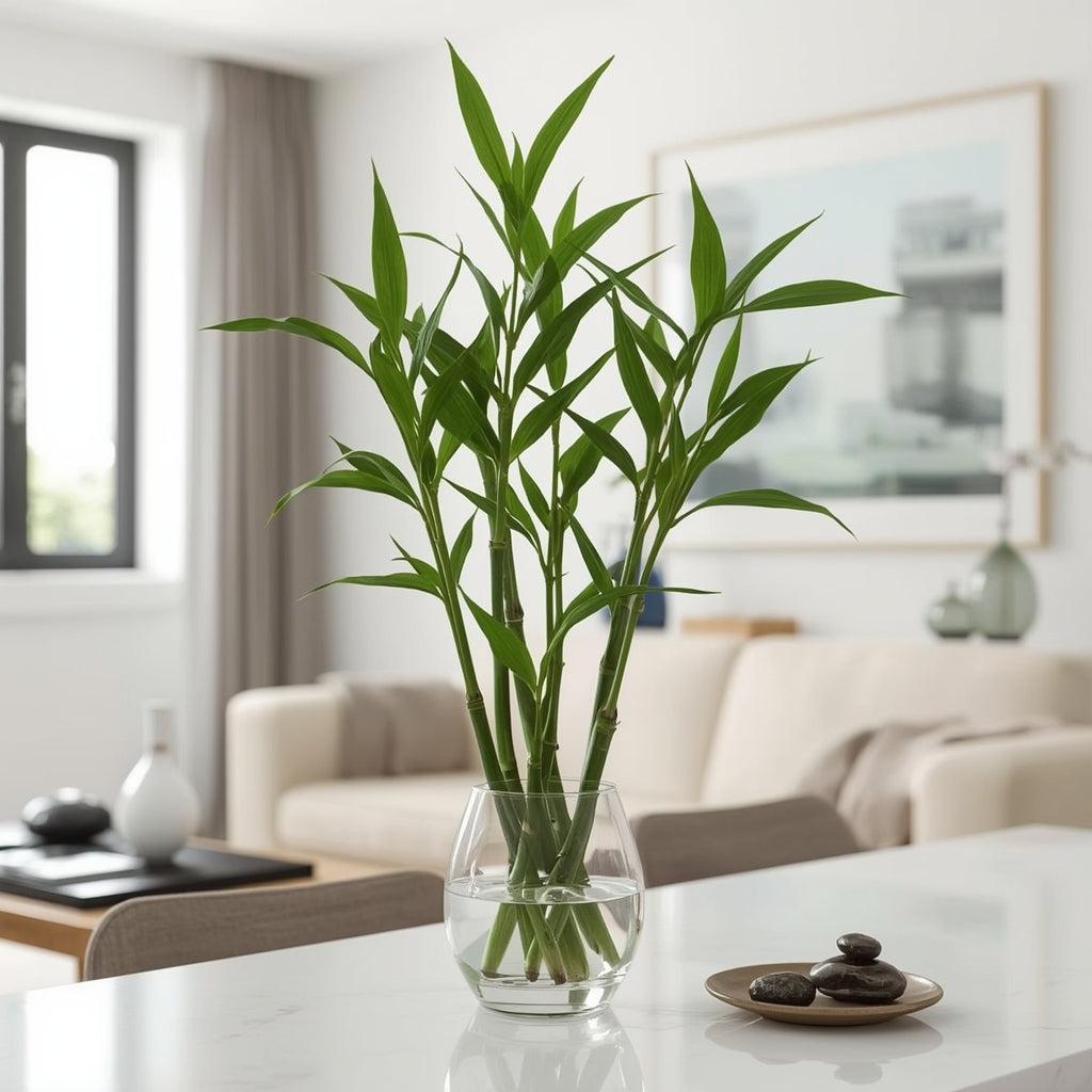 Lucky Bamboo Plant | Feng Shui Fortune Houseplant | NatureIt
– Natureit