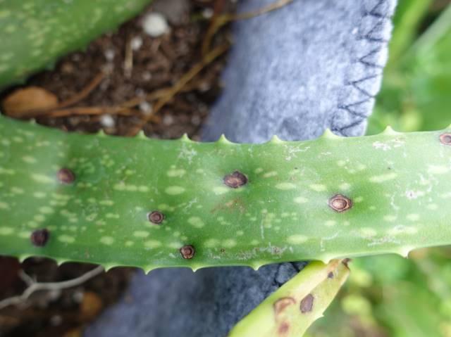 Album: Items tagged with aloe