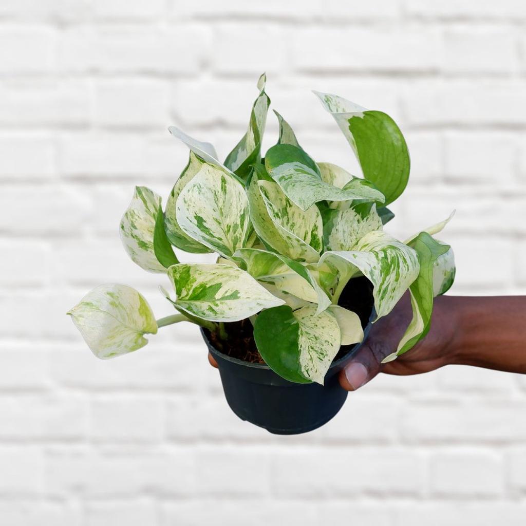 Pothos - Manjula - a must have beauty!