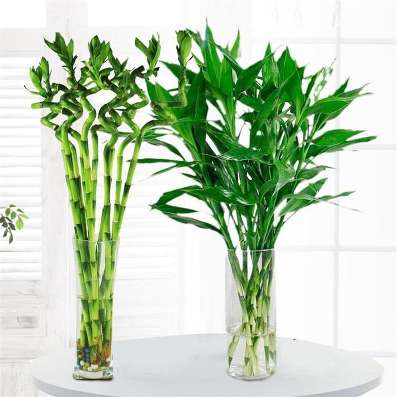 Dracaena Sanderiana Lucky Bamboo Spiral Bamboo Home Air Cleaning - Plant and Bonsai price