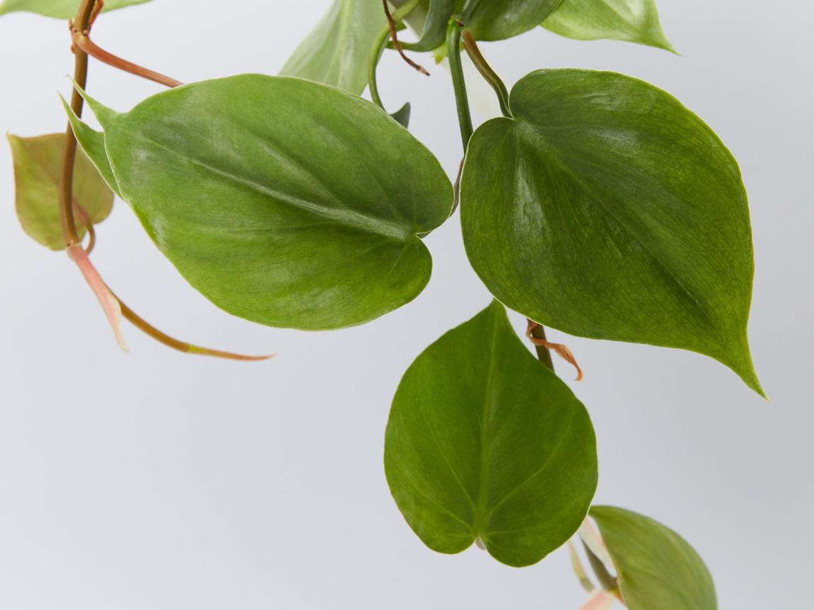Philodendron hederaceum Best Houseplants Vining Plants
– Plants in a box