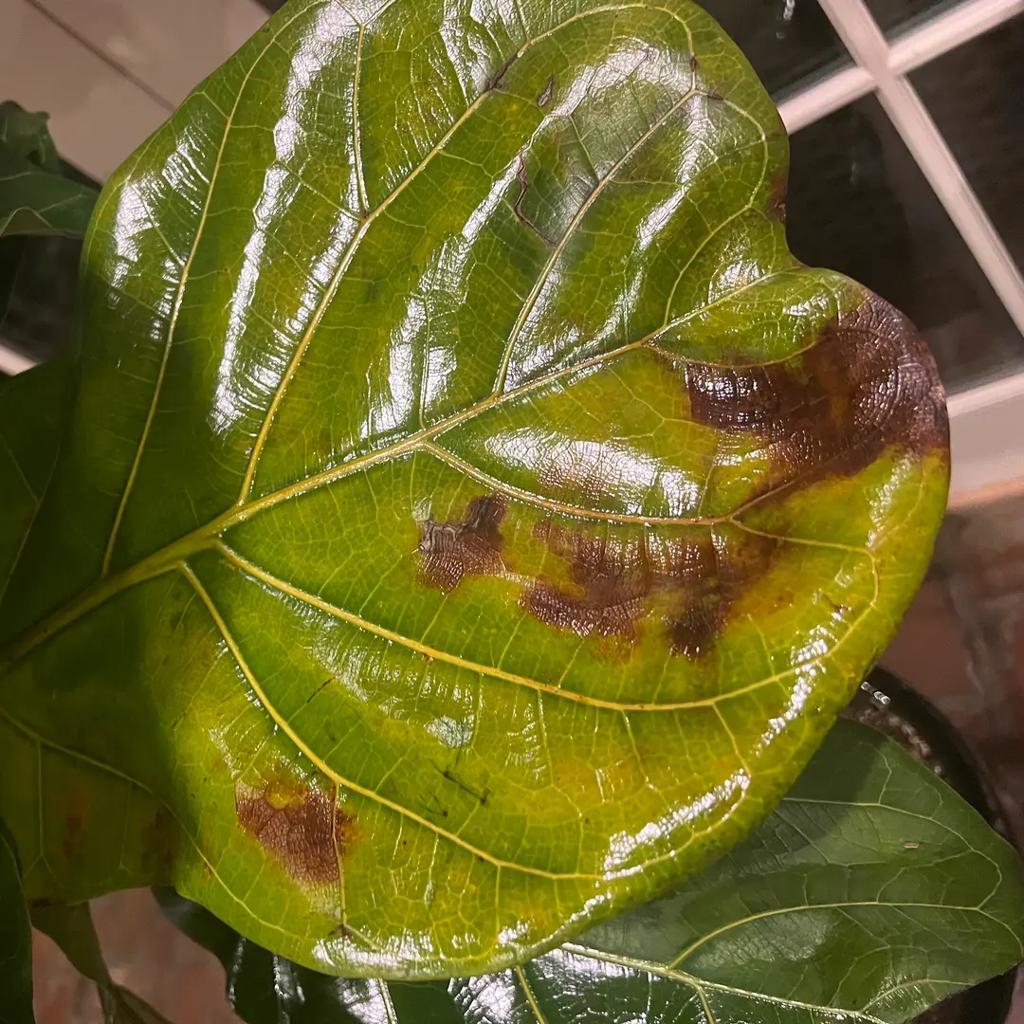 What is going on with by Fiddle leaf fig?
