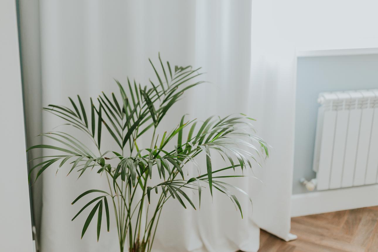 How to Protect Houseplants From Central Heating | Livingetc