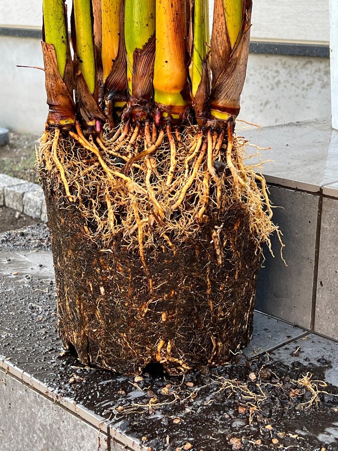بررسی ریشه نخل اریکا پس از خارج کردن از گلدان