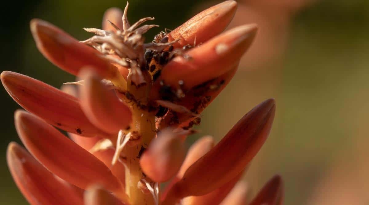11 Common Problems With Aloe Vera Plants