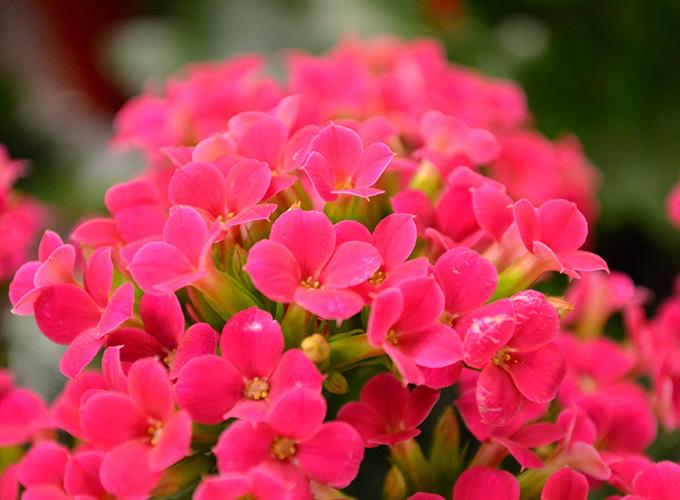 Succulent With Small Pink Flowers - Best Succulent Ideas