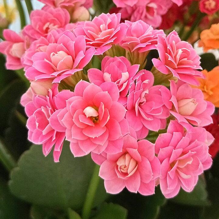 【楽天市場】カランコエ:カランディーバ 花色ミックス6号鉢植え:園芸ネット プラス