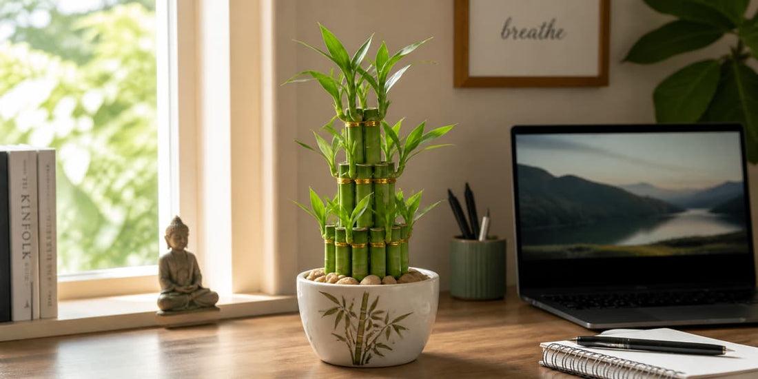 7 Best Lucky Bamboo Plants for Office Feng Shui
– LeStallion
