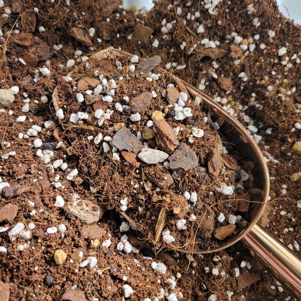PREMIUM AROID MIX
– The Houseplant Shop