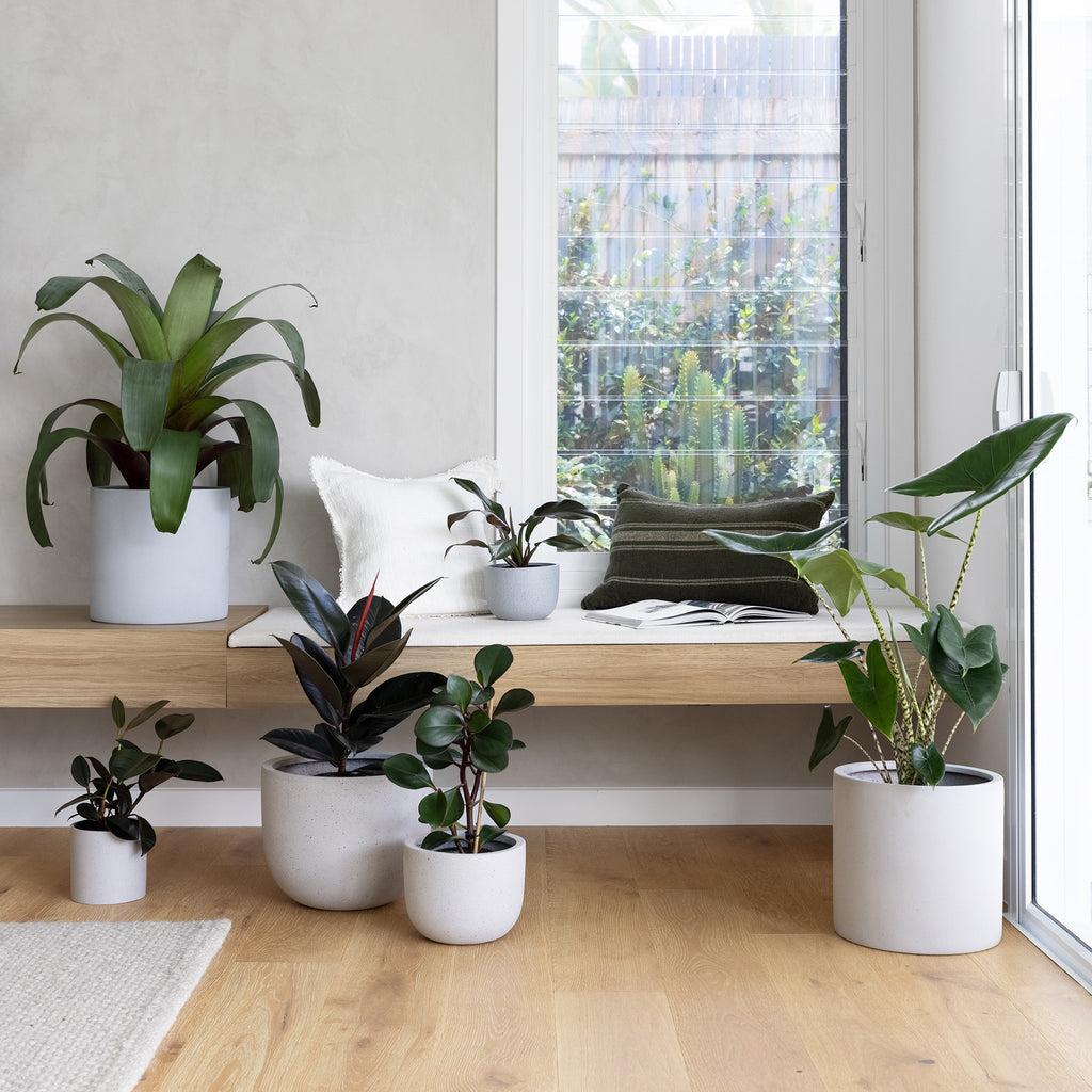 Elevating Your Space with Indoor Plant Styling | The Good Plant Co