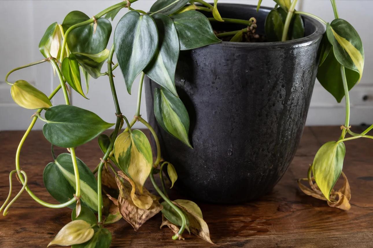 Overwatering on Philodendron Brasil: Causes, Checks & Fixes | LeafyPixels